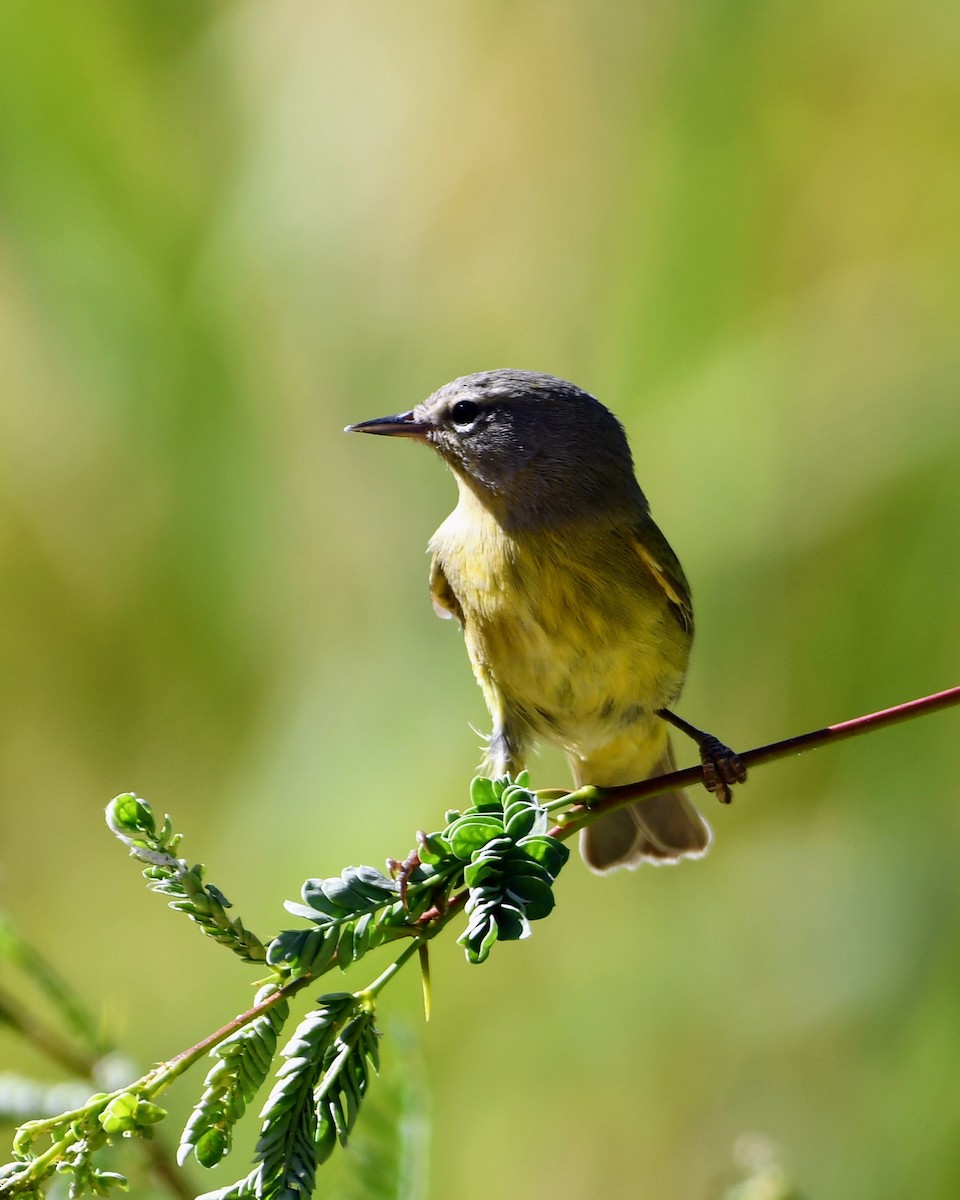 Orange-crowned Warbler - ML641537284