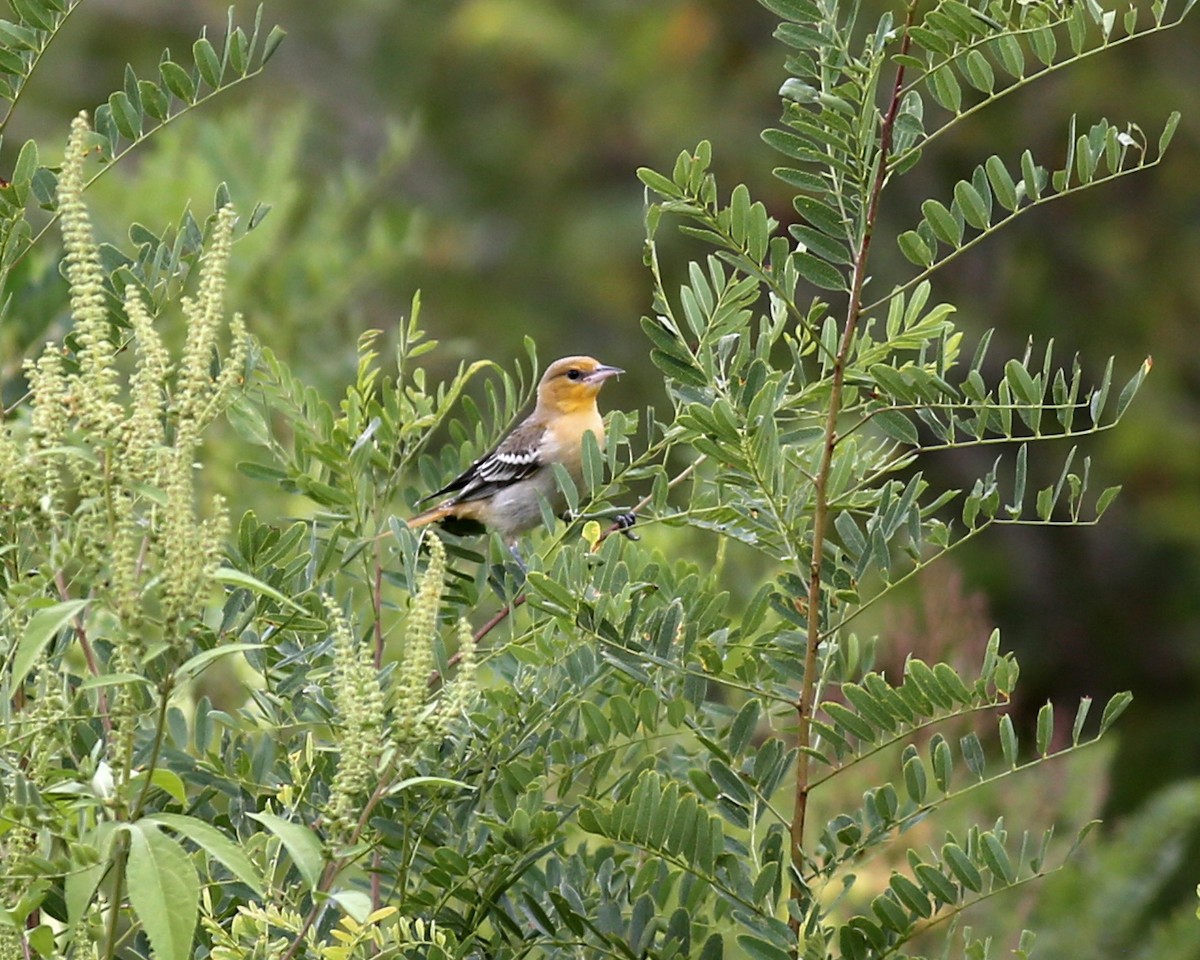 Bullock's Oriole - ML641537293