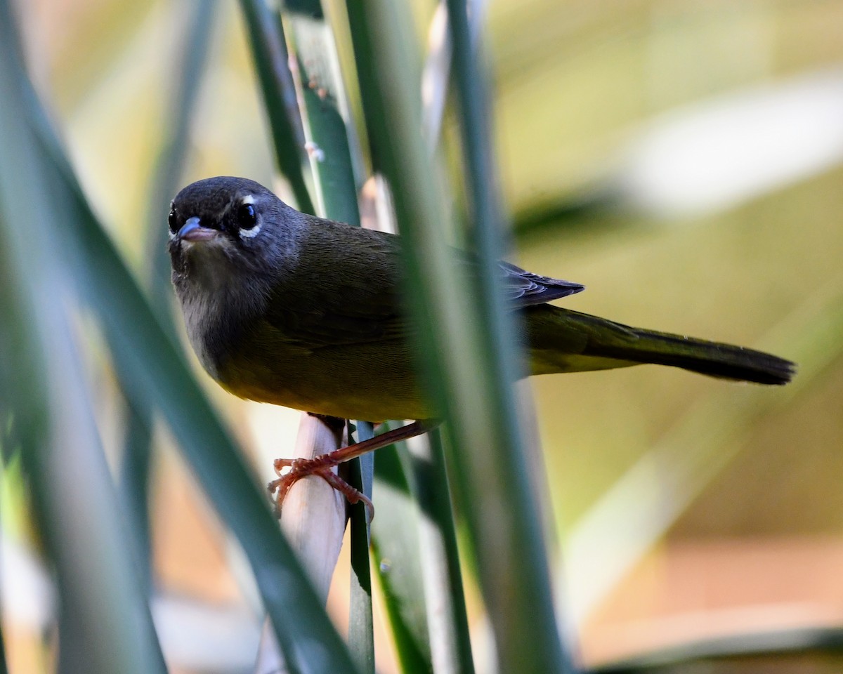 MacGillivray's Warbler - ML641537305