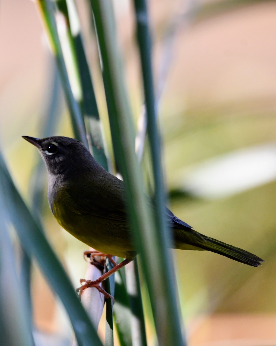 MacGillivray's Warbler - ML641537306