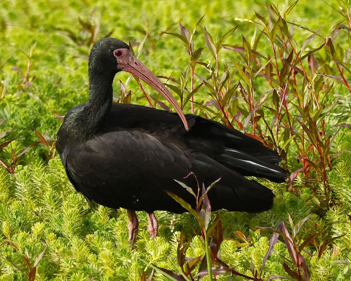Bare-faced Ibis - ML641537312