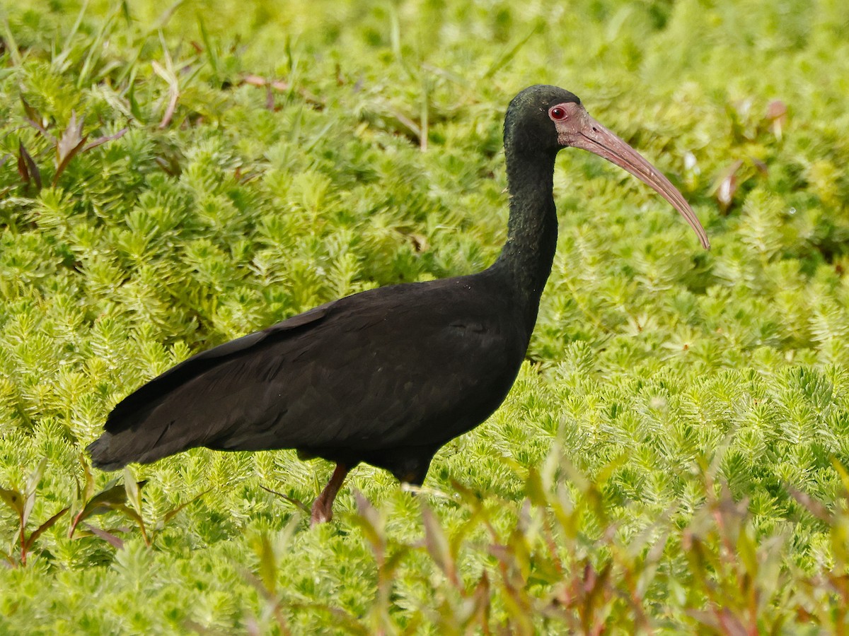 rødmaskeibis - ML641537313