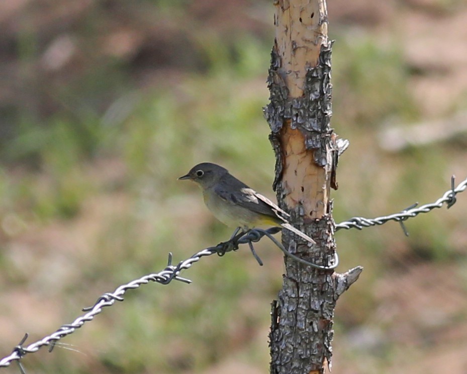 Virginia's Warbler - ML641537335