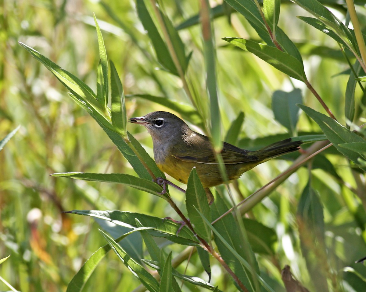 MacGillivray's Warbler - ML641537341