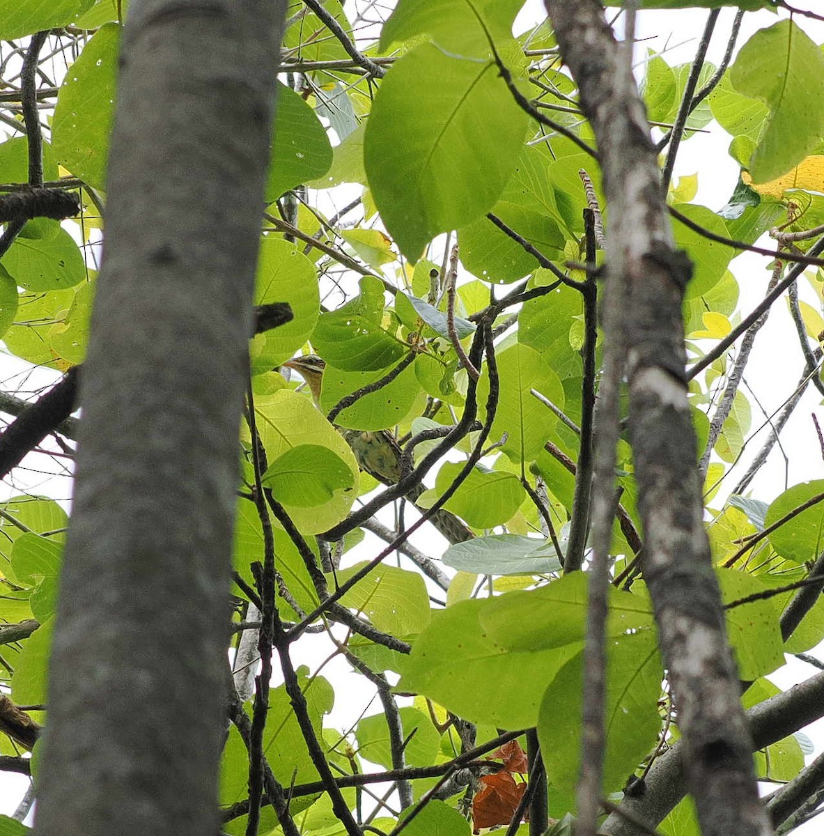 Long-tailed Koel - ML641537349