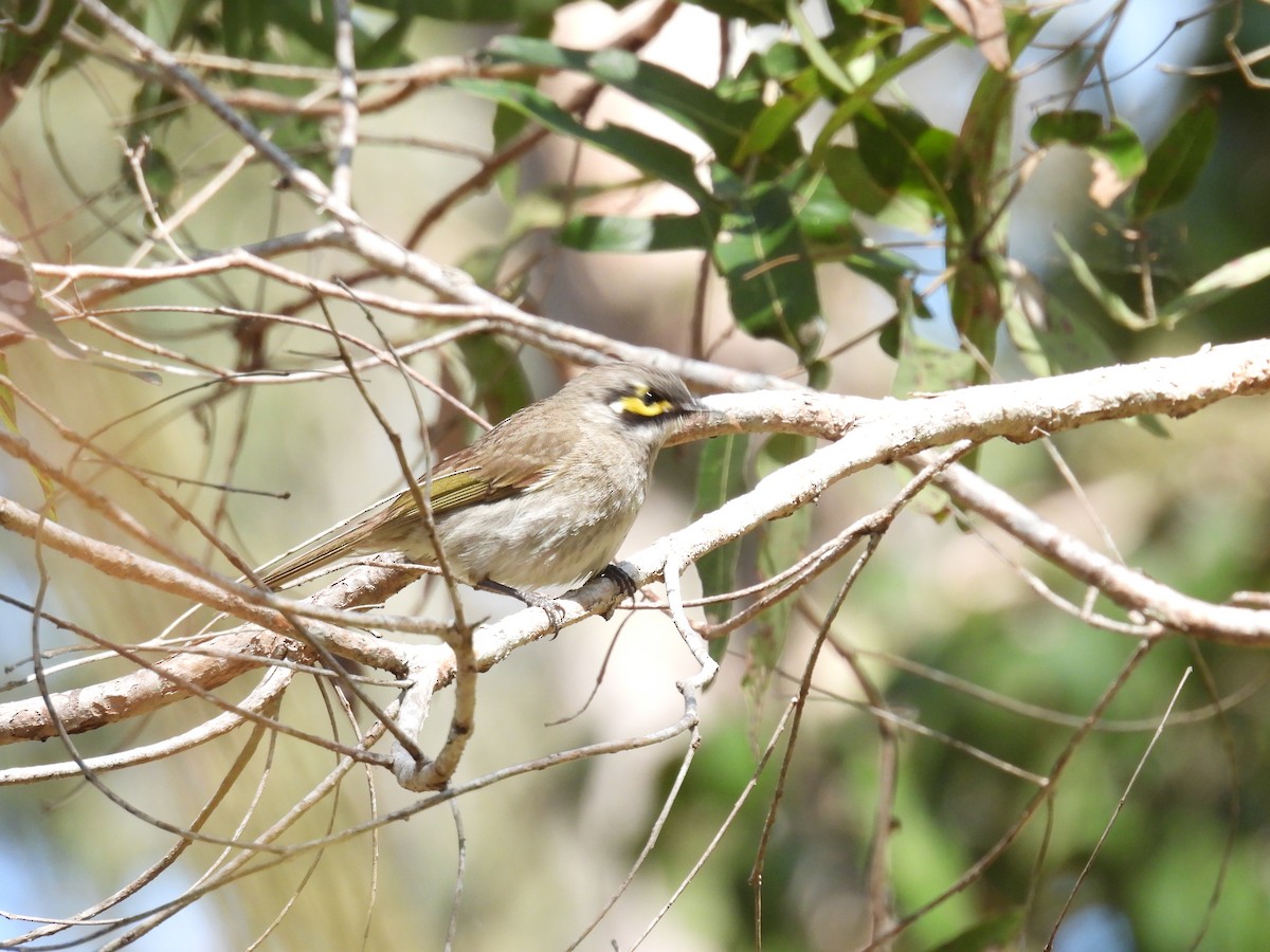 Yellow-faced Honeyeater - ML641537362