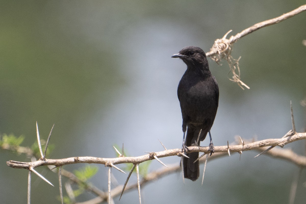 Northern Black-Flycatcher - ML641537367