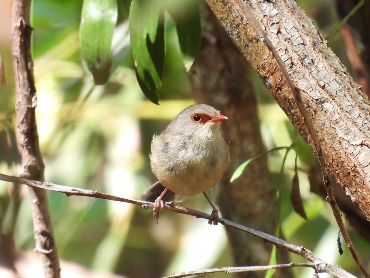 Variegated Fairywren - ML641537376