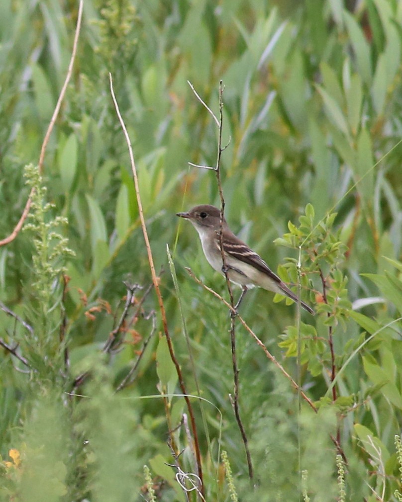 Empidonax sp. - ML641537401