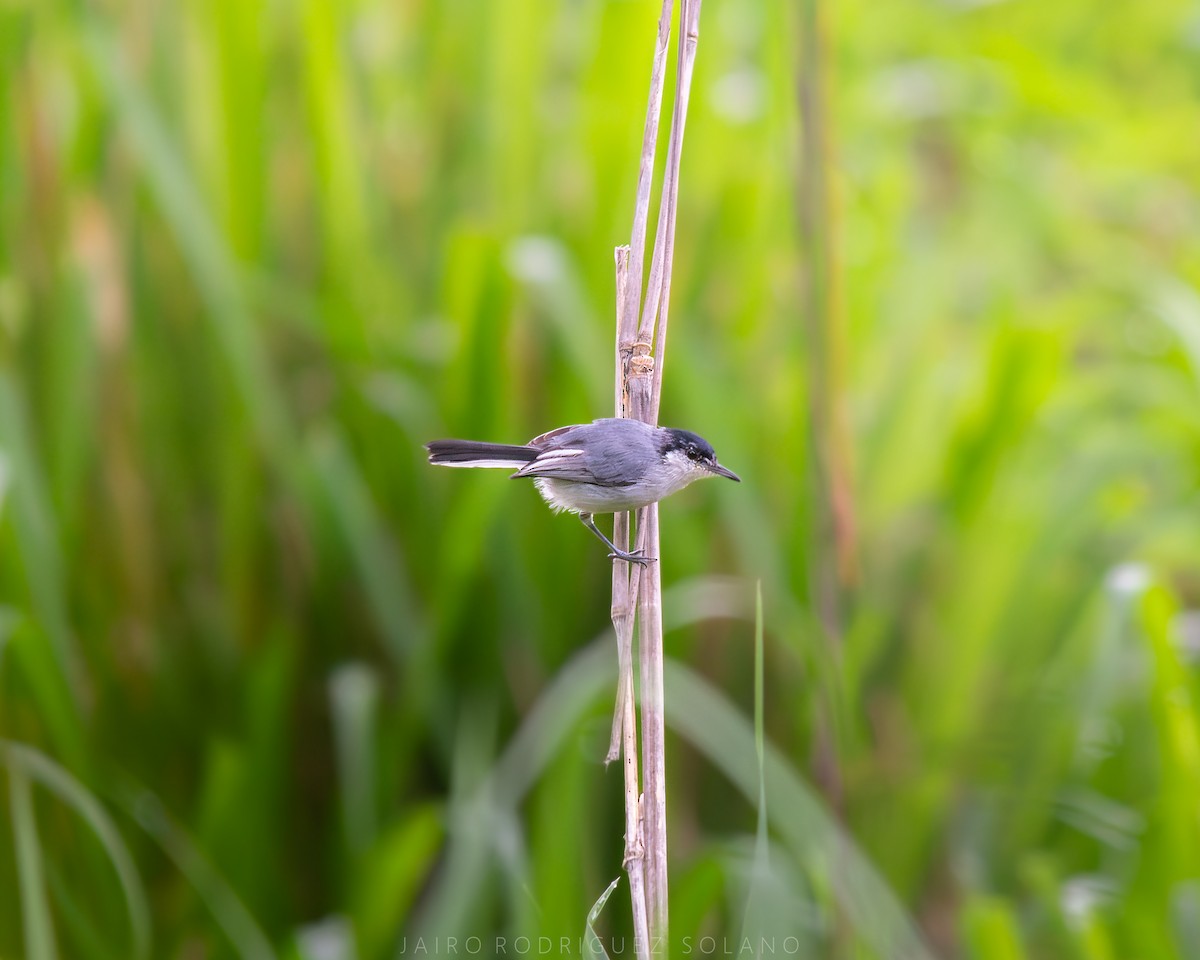 White-lored Gnatcatcher - ML641537442