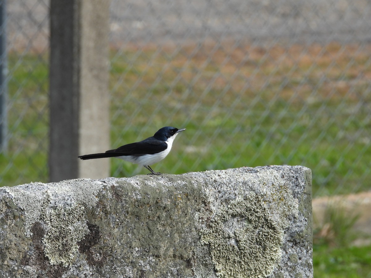 Restless Flycatcher - ML641537455