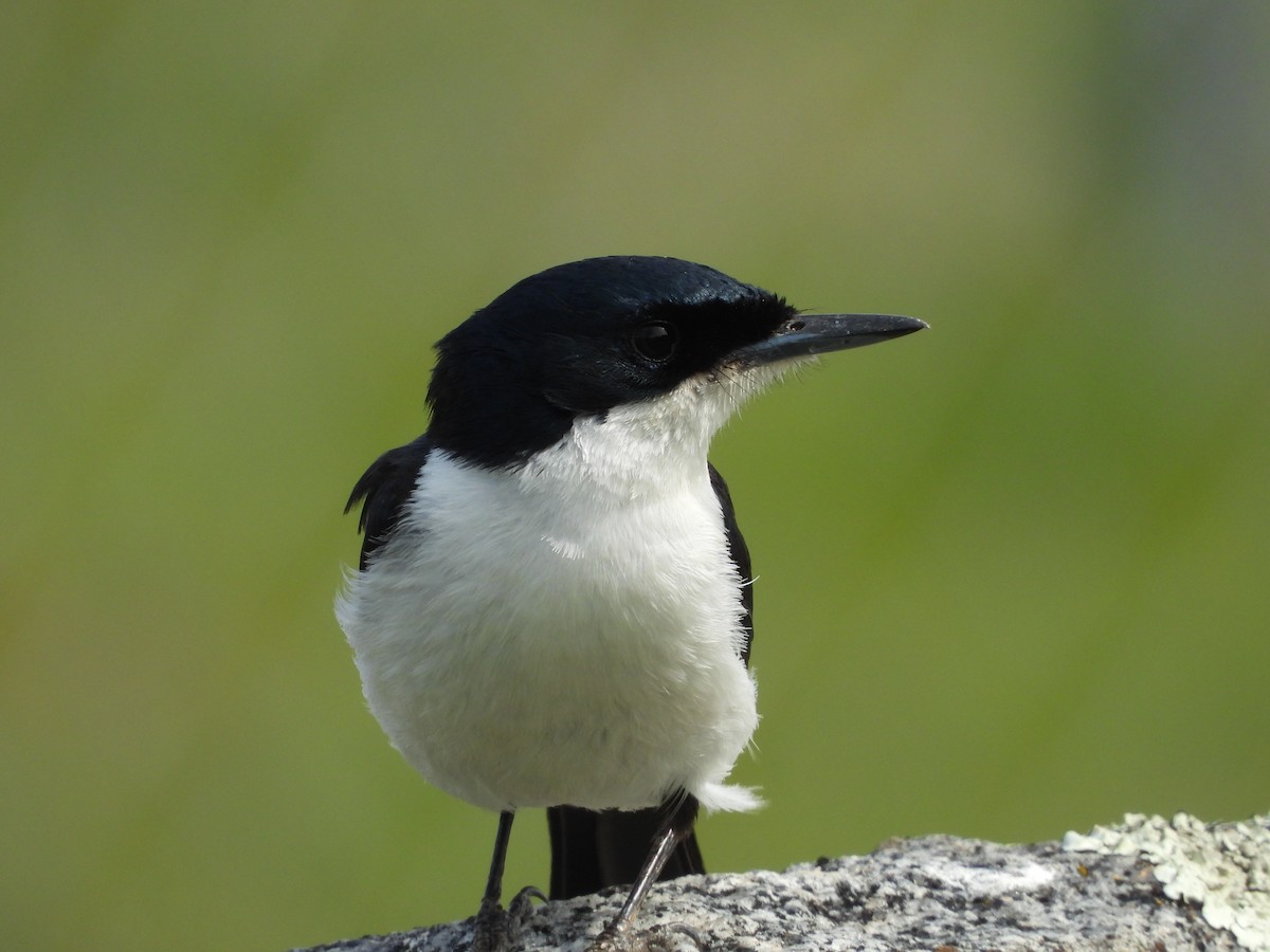 Restless Flycatcher - ML641537459