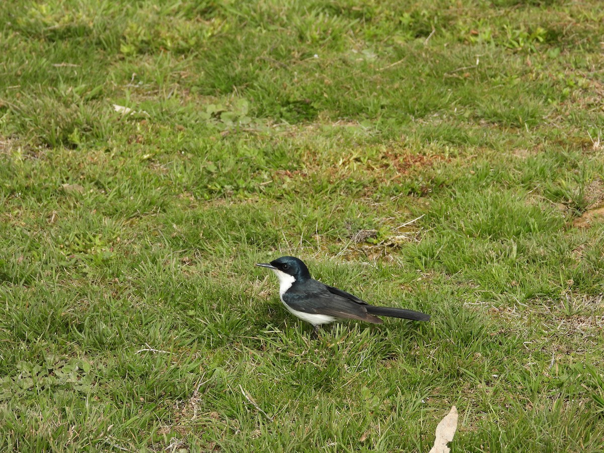 Restless Flycatcher - ML641537463