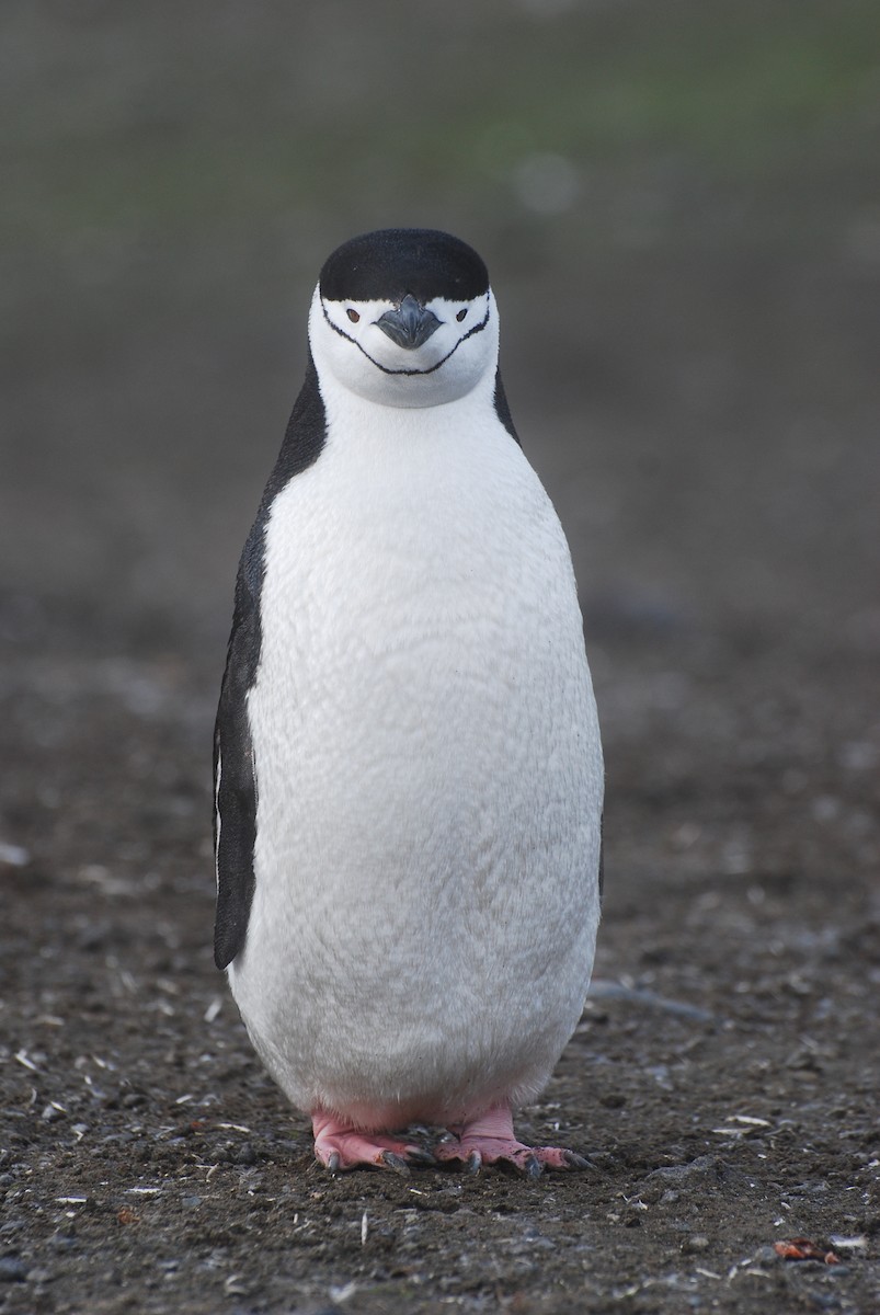 Chinstrap Penguin - ML641537471
