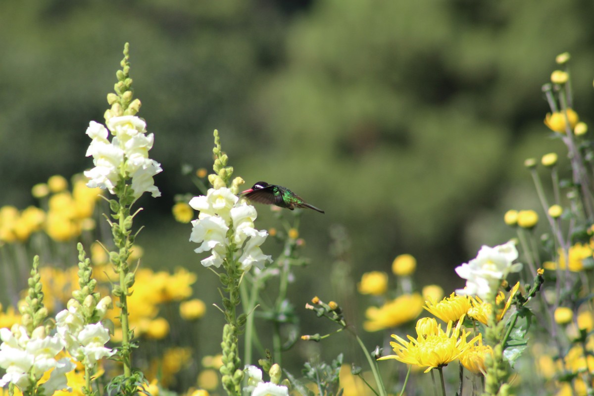White-eared Hummingbird - ML641537472