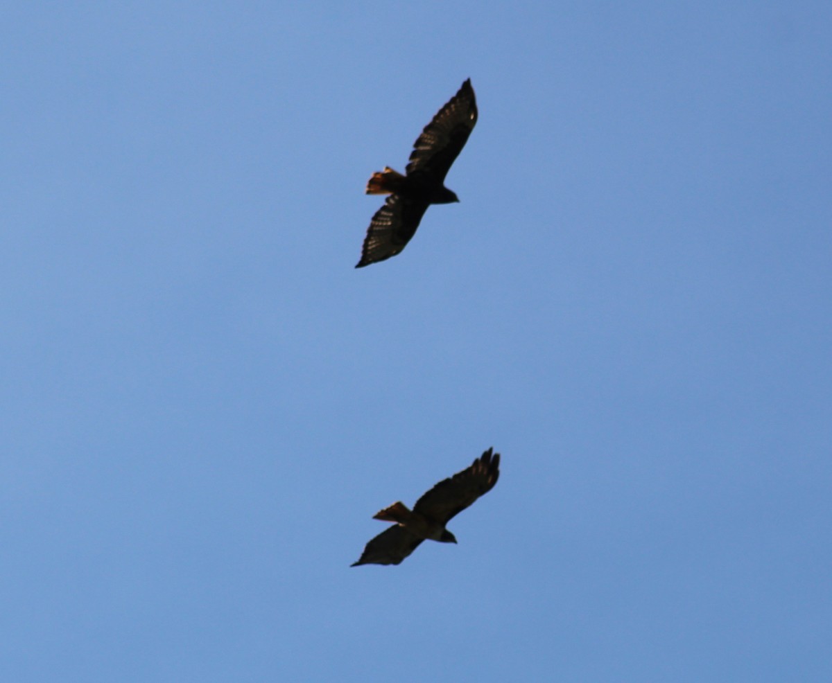 Red-tailed Hawk - ML641537487
