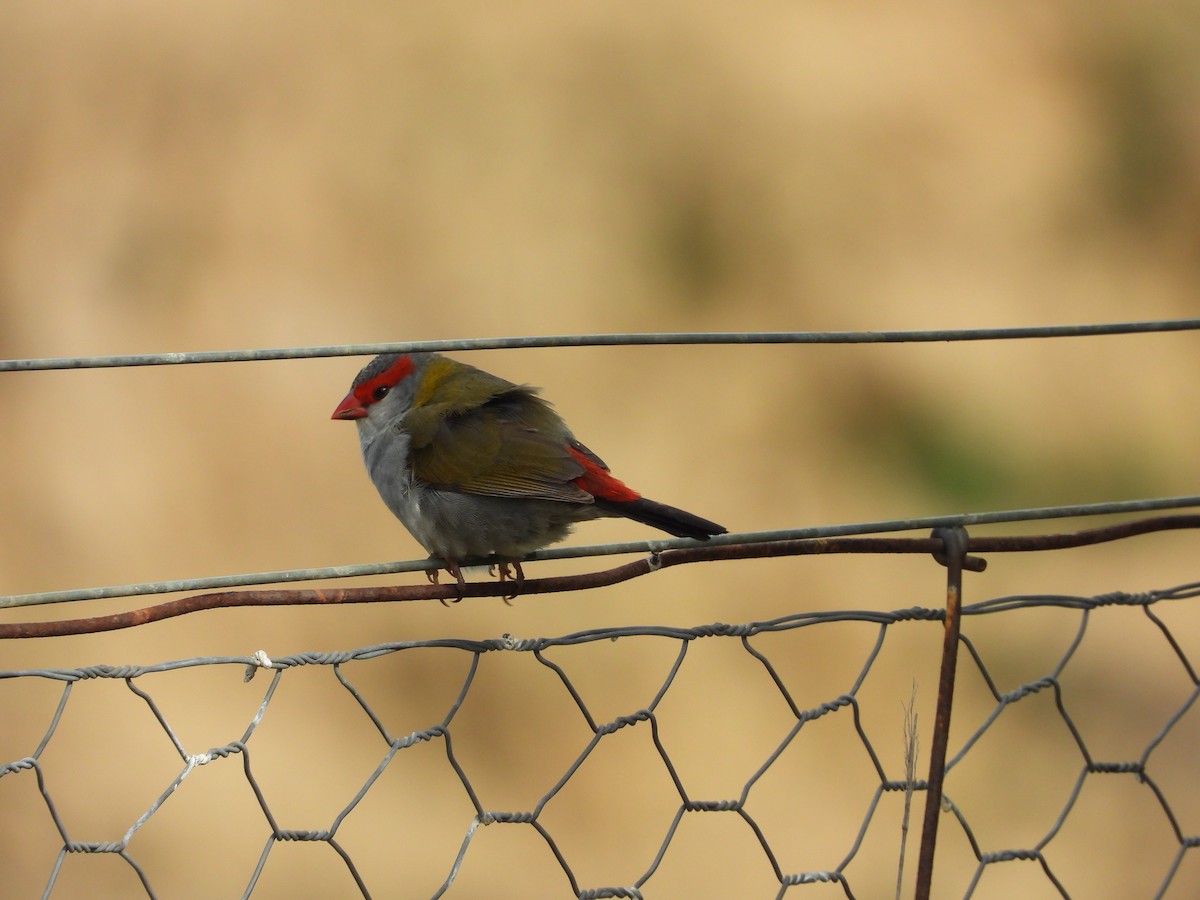 Red-browed Firetail - ML641537488