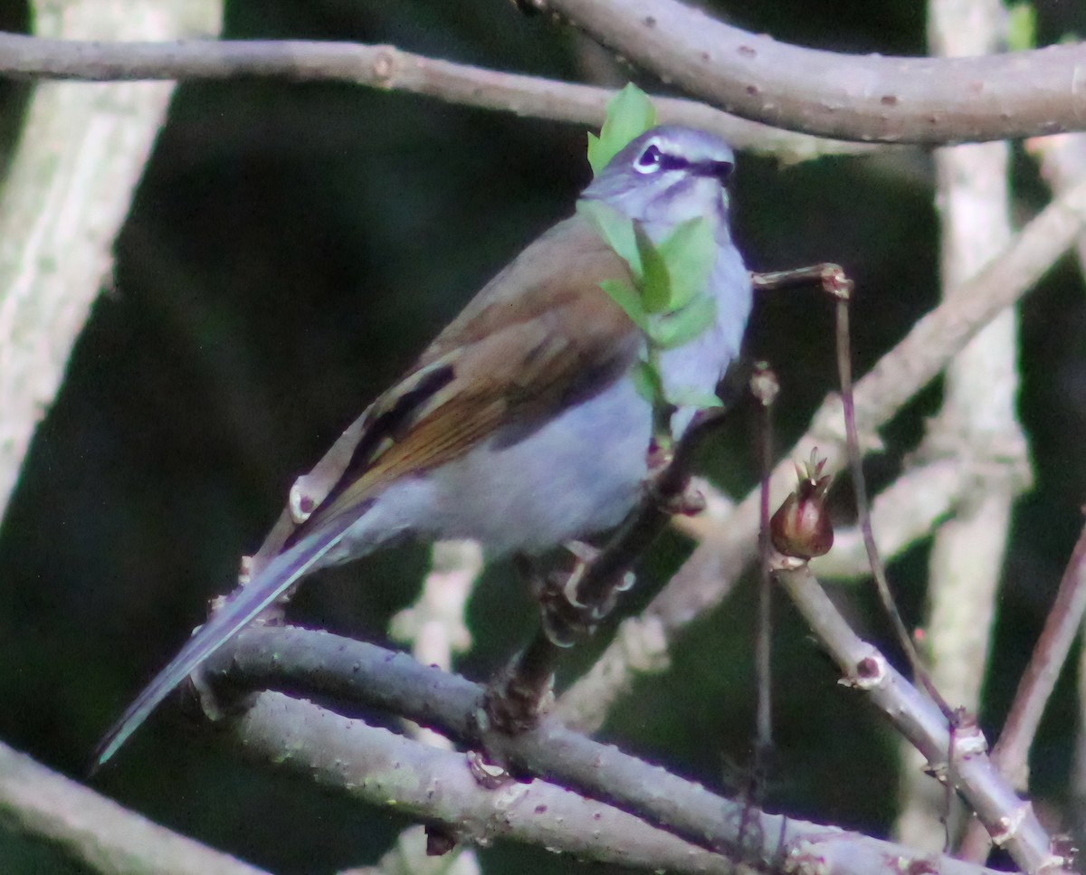 Brown-backed Solitaire - ML641537507