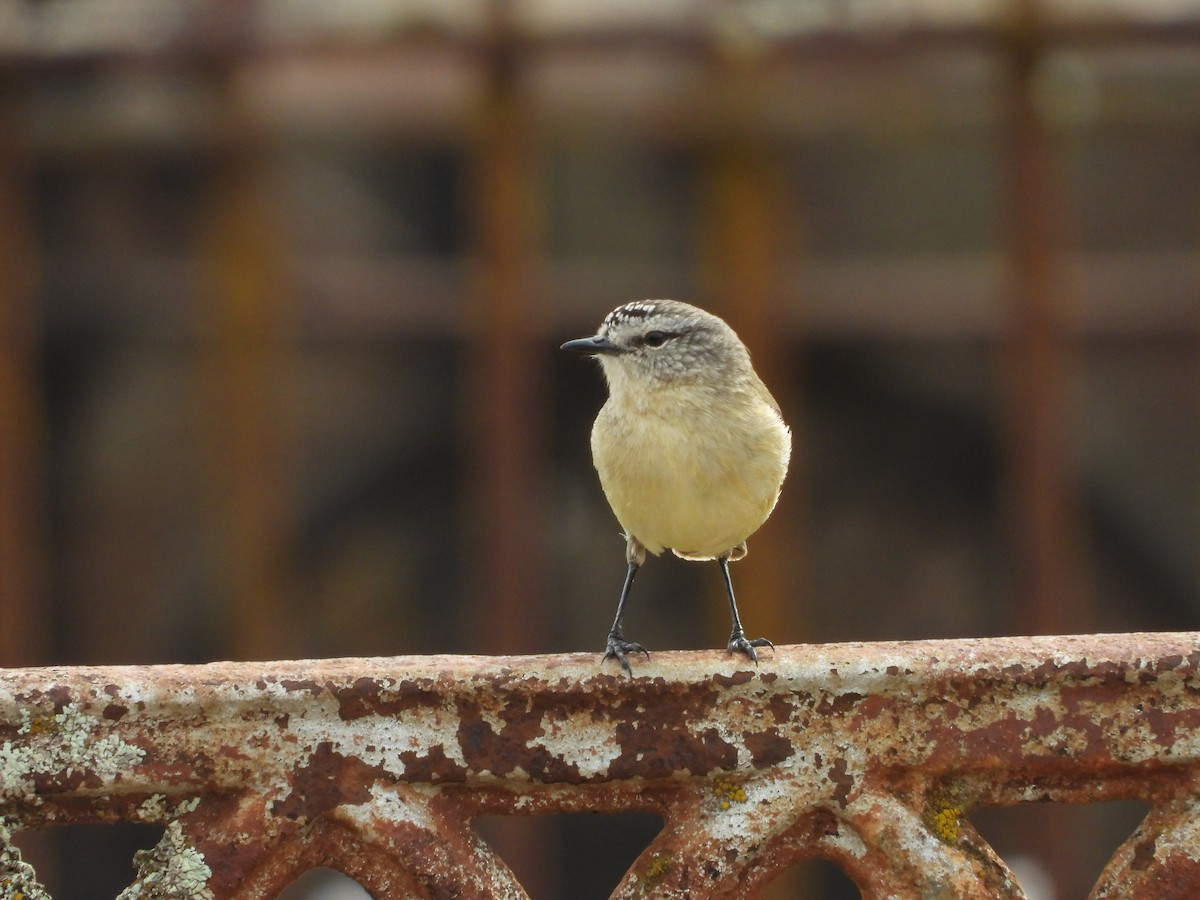Yellow-rumped Thornbill - ML641537508
