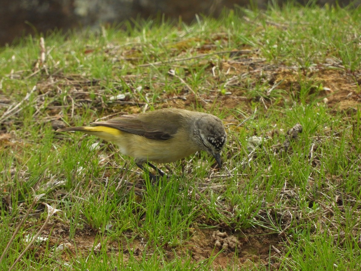 Yellow-rumped Thornbill - ML641537509