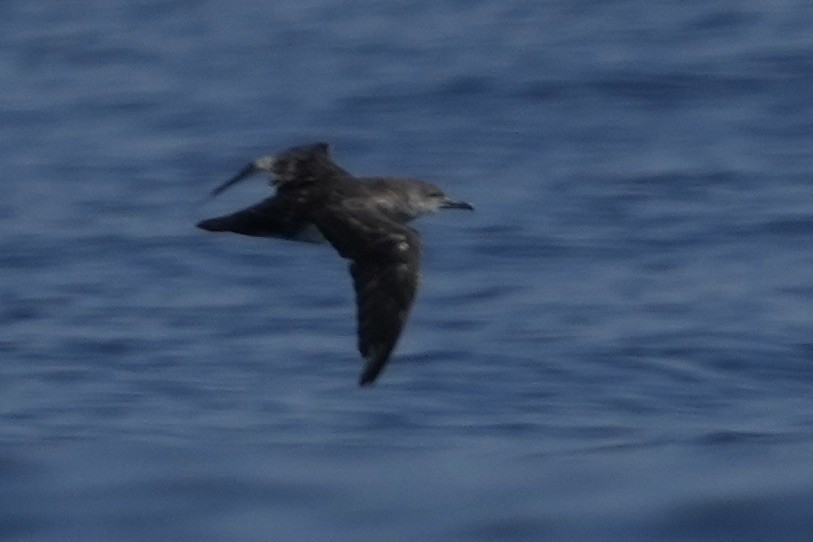 Black-vented Shearwater - ML641537510