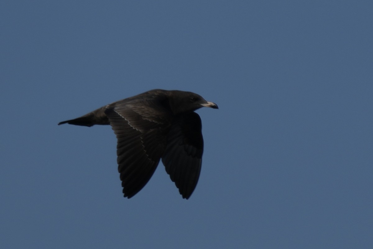 Heermann's Gull - ML641537521