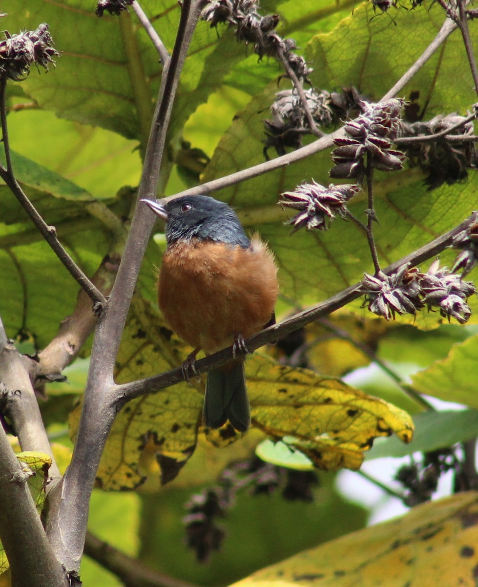 Cinnamon-bellied Flowerpiercer - ML641537528