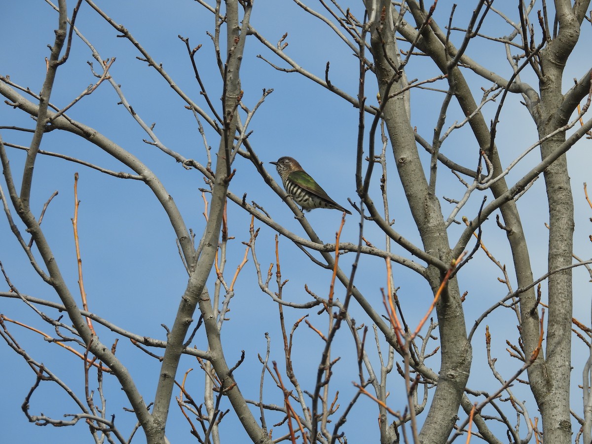 Shining Bronze-Cuckoo - ML641537529