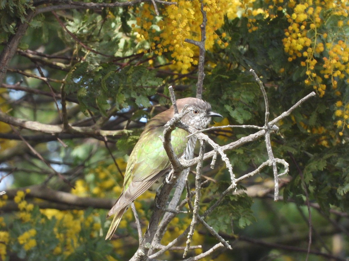 Shining Bronze-Cuckoo - ML641537531