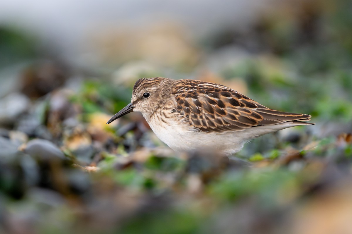 Least Sandpiper - ML641537532