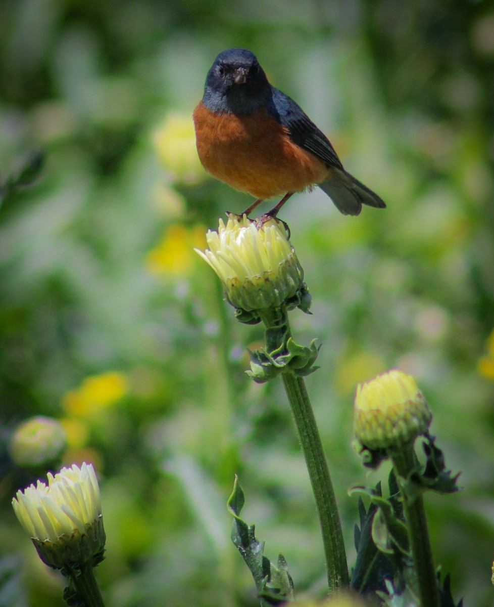 Cinnamon-bellied Flowerpiercer - ML641537534