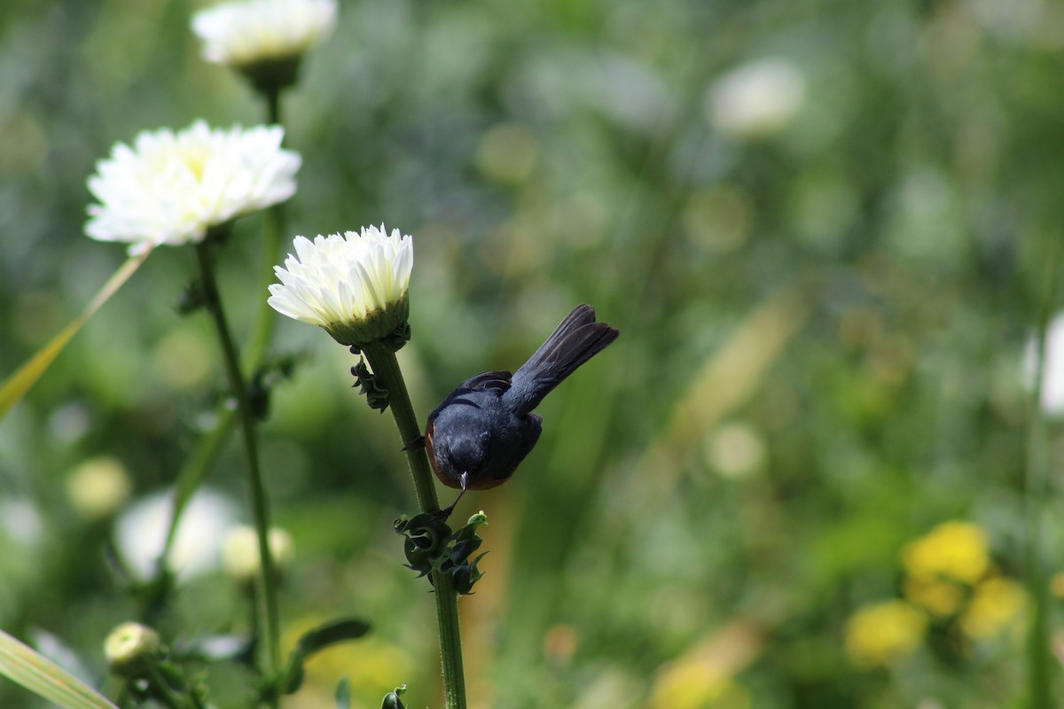 Cinnamon-bellied Flowerpiercer - ML641537535