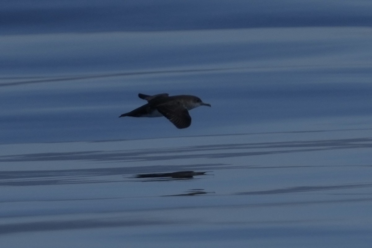 Black-vented Shearwater - ML641537536