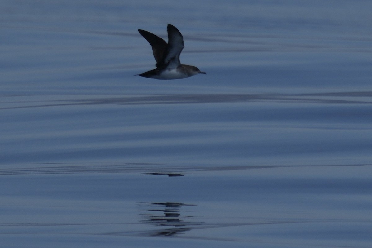 Black-vented Shearwater - ML641537547