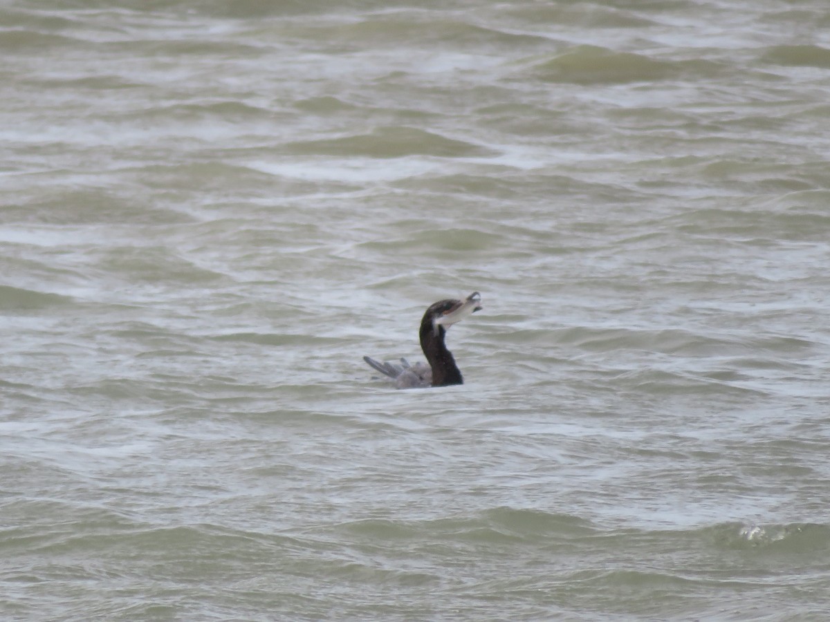 Neotropic Cormorant - ML641537548