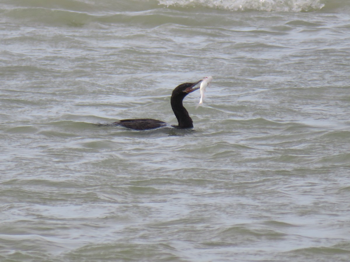 Neotropic Cormorant - ML641537549