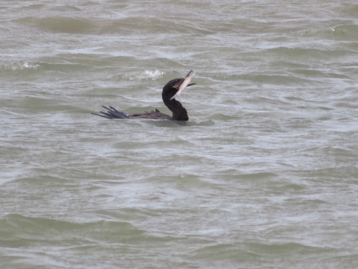 Neotropic Cormorant - ML641537550