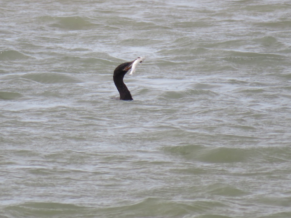 Neotropic Cormorant - ML641537551