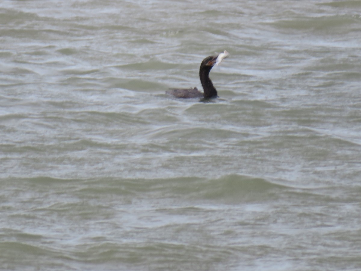 Neotropic Cormorant - ML641537552