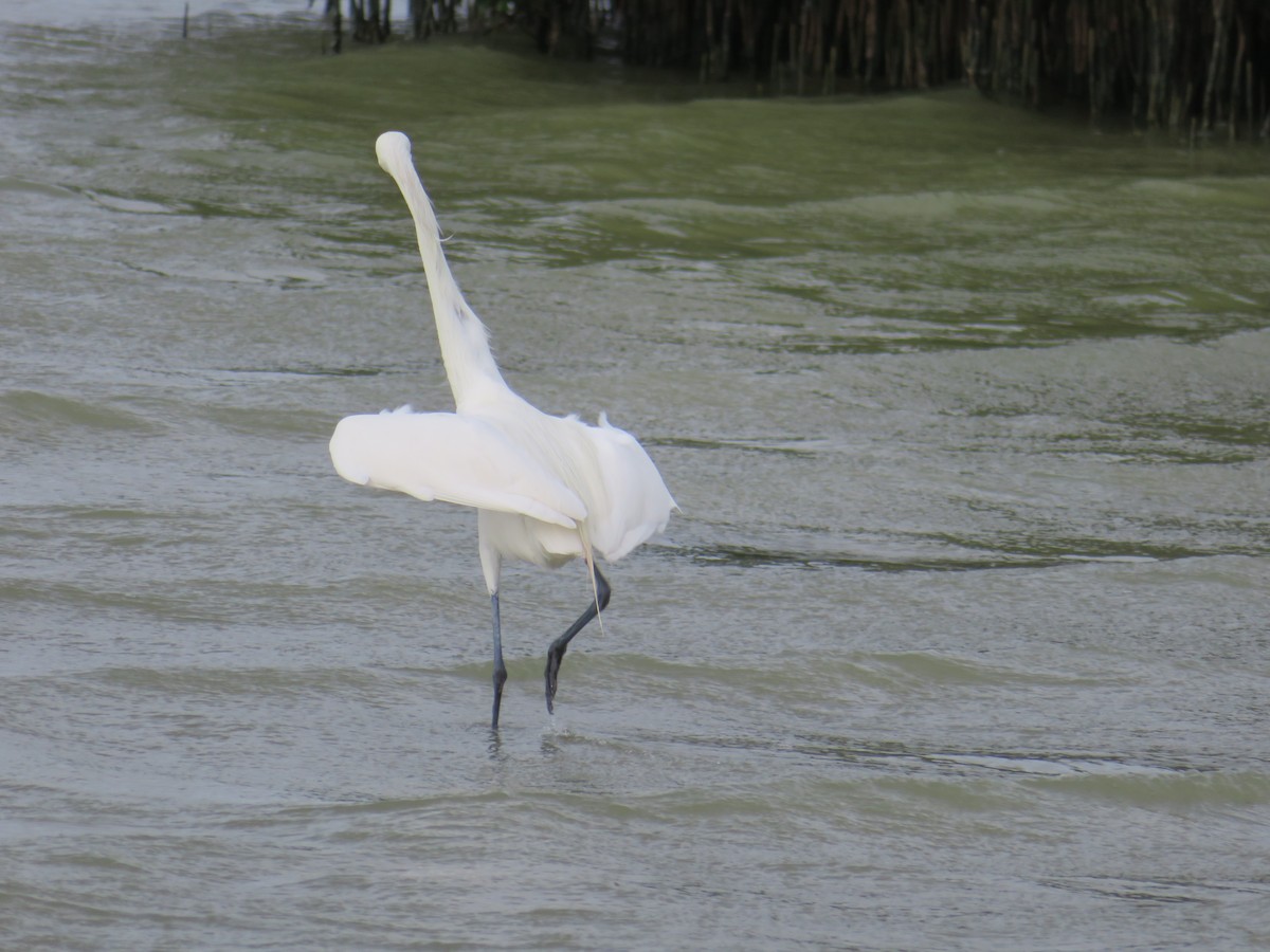 Reddish Egret - ML641537559