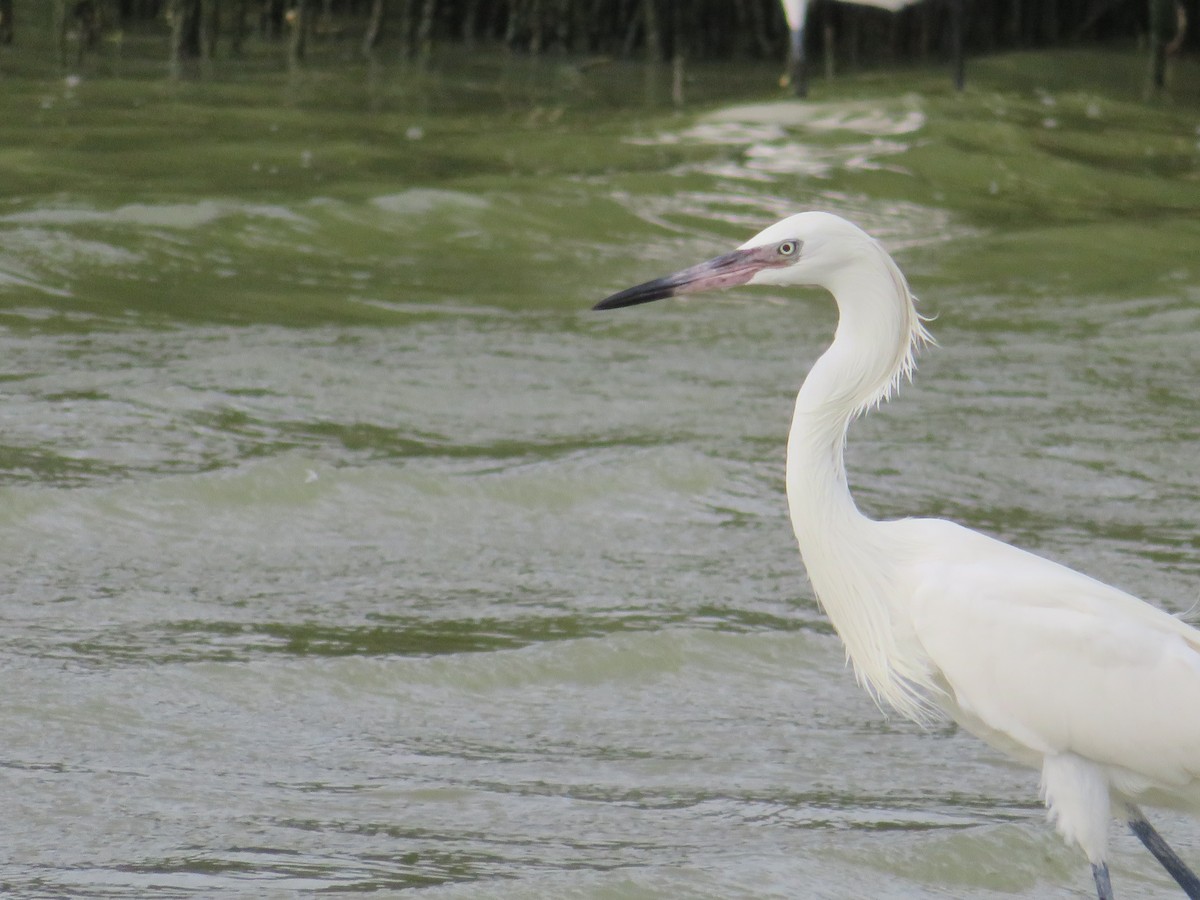 Reddish Egret - ML641537560