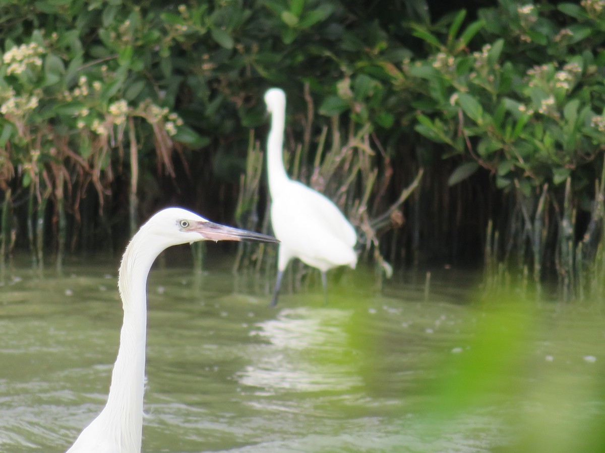 Reddish Egret - ML641537561