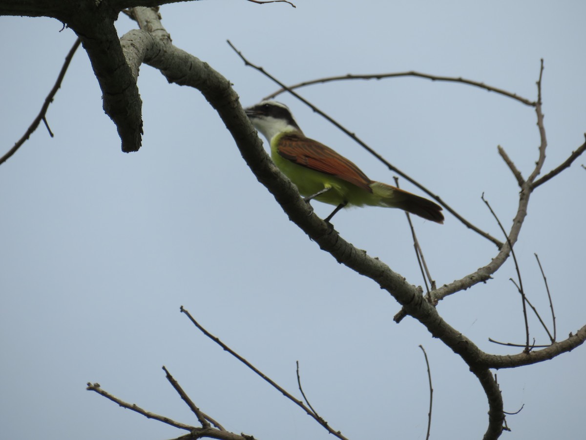 Great Kiskadee - ML641537565