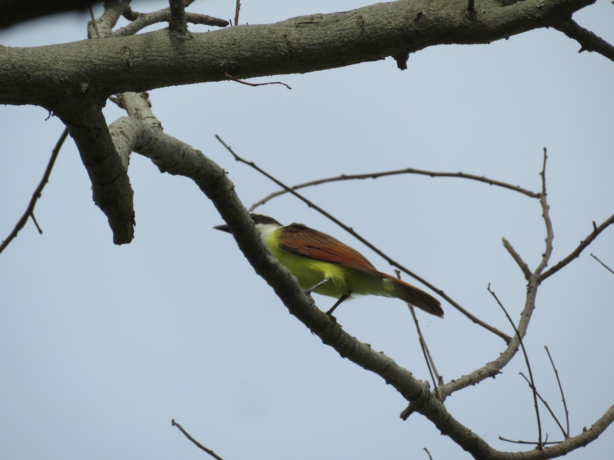 Great Kiskadee - ML641537566