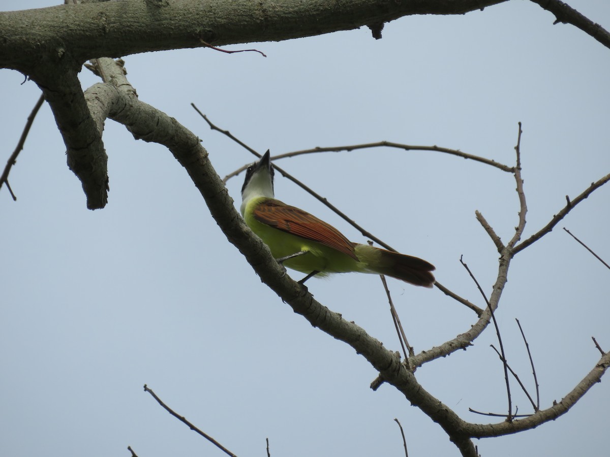 Great Kiskadee - ML641537567