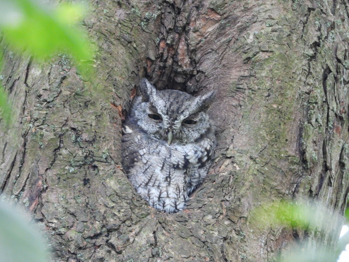 Eastern Screech-Owl - ML641537599