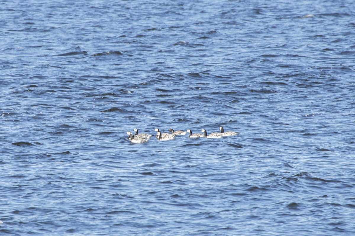 Barnacle Goose - ML641537621