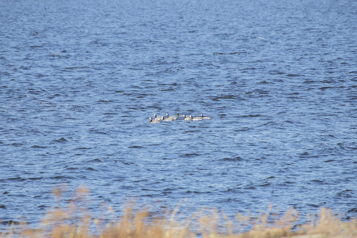 Barnacle Goose - ML641537622