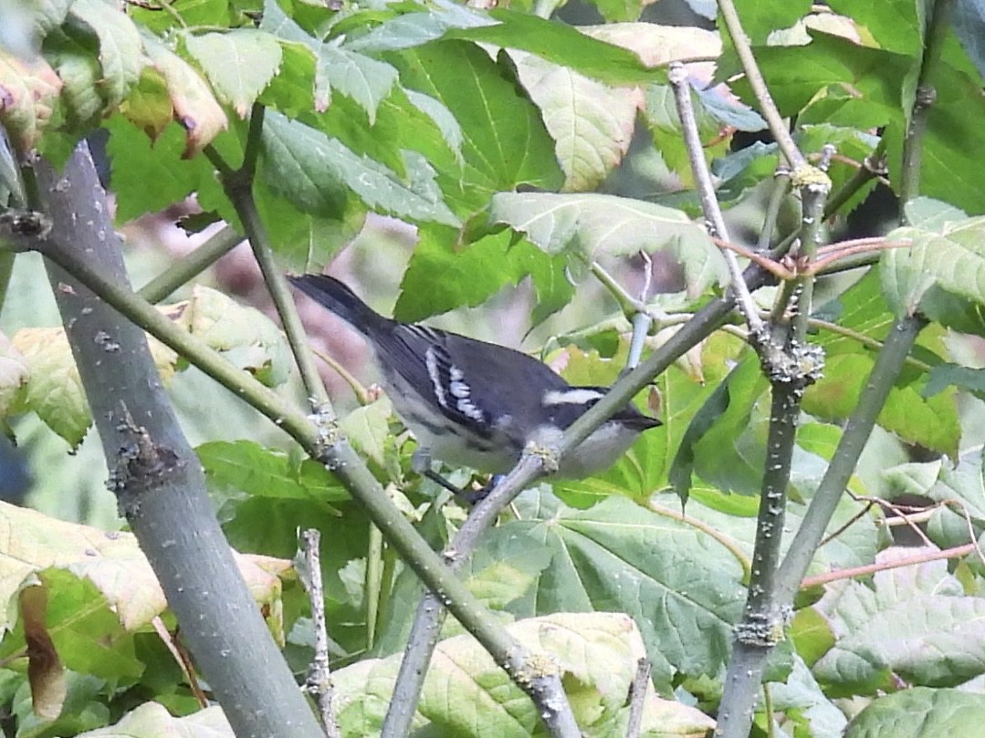 Black-throated Gray Warbler - ML641537627