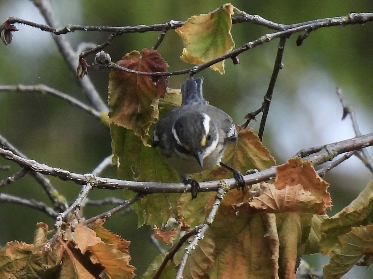 Black-throated Gray Warbler - ML641537628